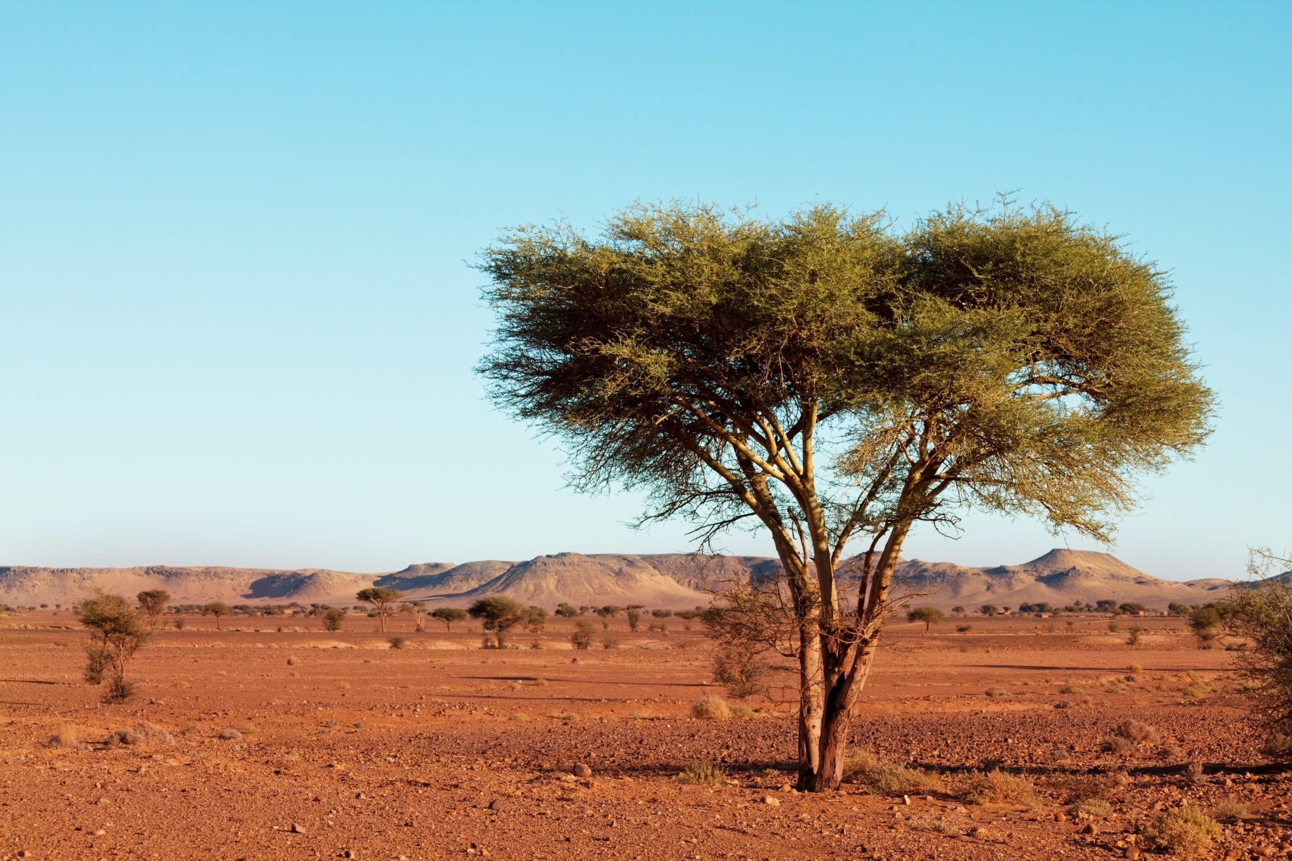 Découvrez les merveilles du Sahara : un voyage inoubliable avec Lakhaima – le spécialiste du tourisme dans le désert